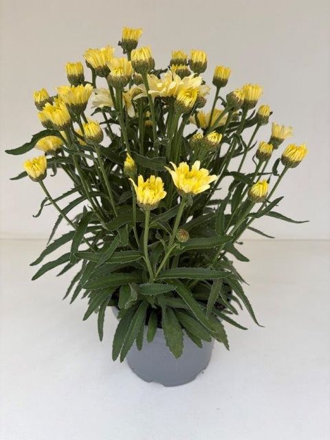 Leucanthemum BROADWAY LIGHTS