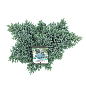 Juniperus squamata 'Blue Star'