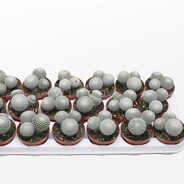 Mammillaria microthele superfina