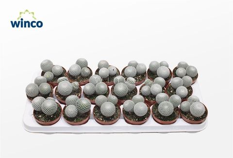 Mammillaria microthele superfina