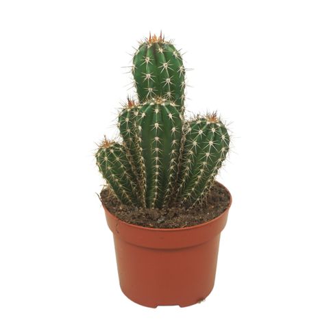 Pachycereus pecten-aboriginum