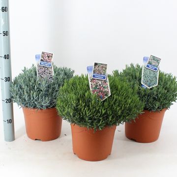 Andromeda polifolia MIX