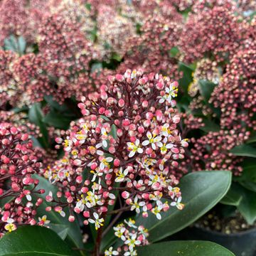 Skimmia japonica 'Rubella'