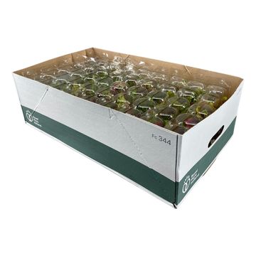 Carnivorous plants MIX