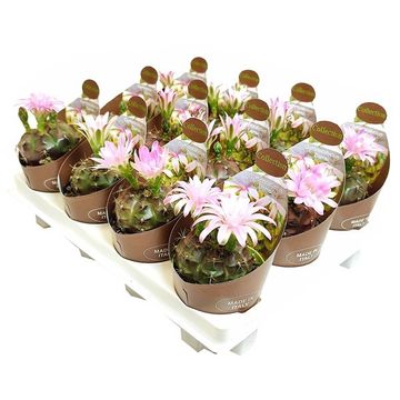 Gymnocalycium damsii