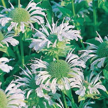 Monarda 'Schneewittchen'