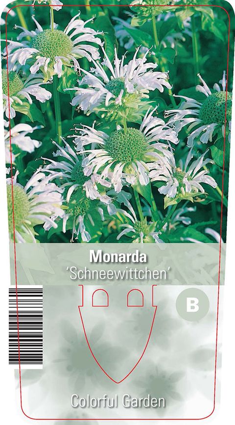 Monarda 'Шнеевитхен'