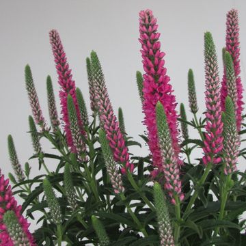 Veronica spicata ANNIVERSARY ROSE