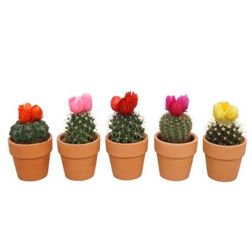 Kомпозиции Cactus