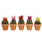 Arrangement Cactus