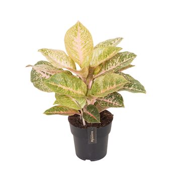 Aglaonema 'Vermillion Red'