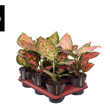 Aglaonema 'Crimson Love'