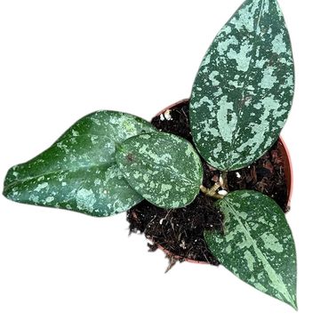 Hoya verticillata 'Nganjuk'