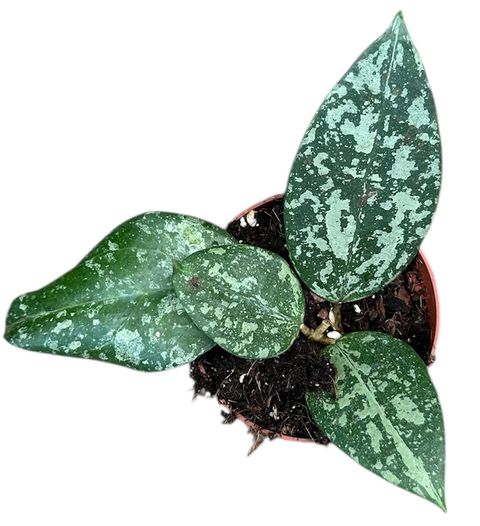 Hoya verticillata 'Nganjuk'