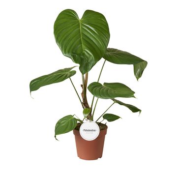 Philodendron grandipes