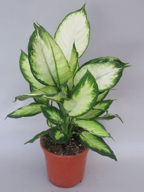 Dieffenbachia 'Crystal White'