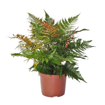 Dryopteris erythrosora