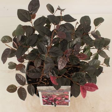 Loropetalum chinense 'Fire Dance'