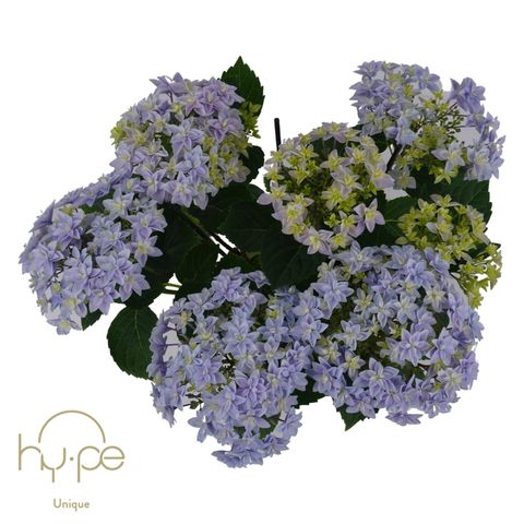 Hydrangea macrophylla 'Double Dutch Blue'