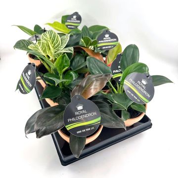 Philodendron IMPERIAL MIX