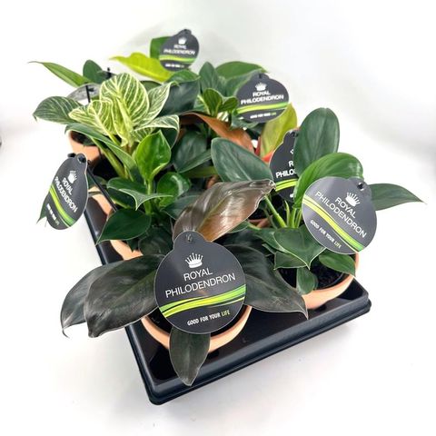 Philodendron IMPERIAL MIX