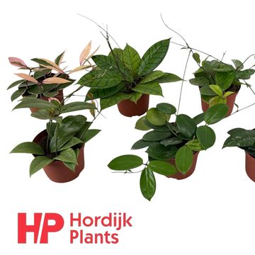 Hoya MIX