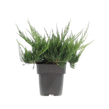 Juniperus horizontalis 'Blue Chip'