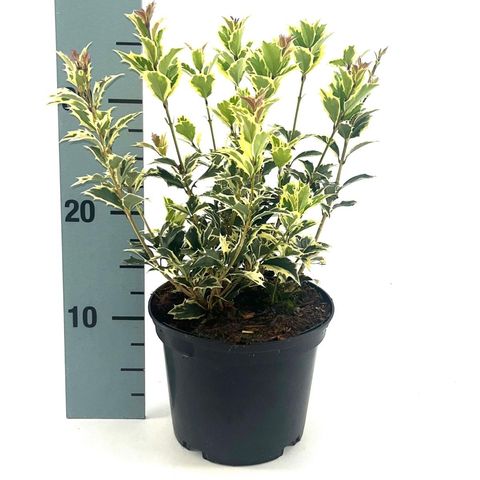 Osmanthus heterophyllus 'Variegatus'