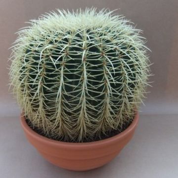 Echinocactus grusonii