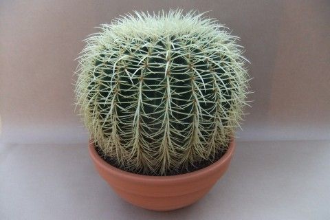 Echinocactus grusonii