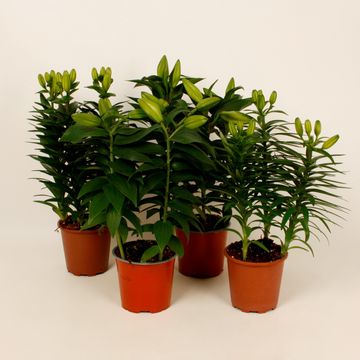 Lilium MIX
