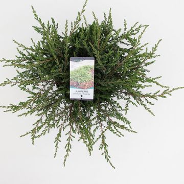 Juniperus communis 'Repanda'