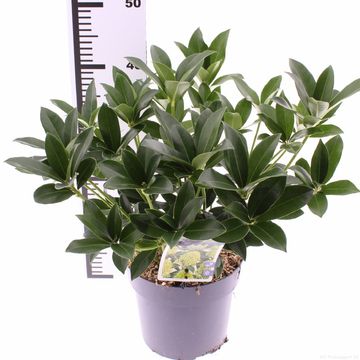 Skimmia japonica ВАЙТ ГЛОБ