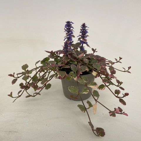 Ajuga reptans 'Burgundy Glow'