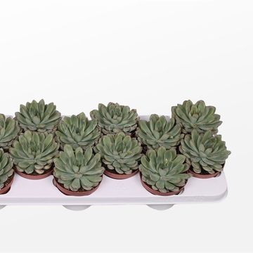 Echeveria pulidonis