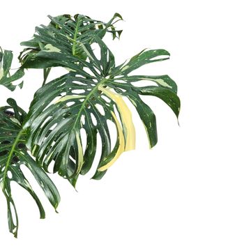 Monstera 'Thai Constellation'