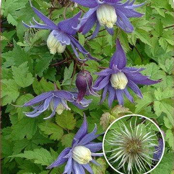 Clematis 'Georg' (A)