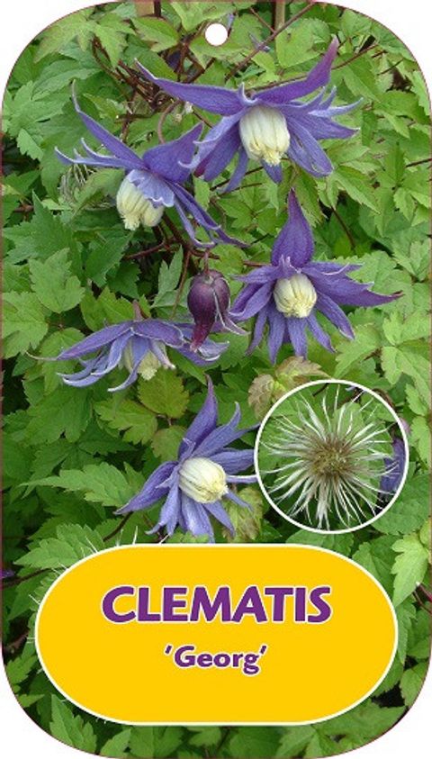 Clematis 'Georg' (A)