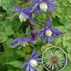 Clematis 'Georg' (A)