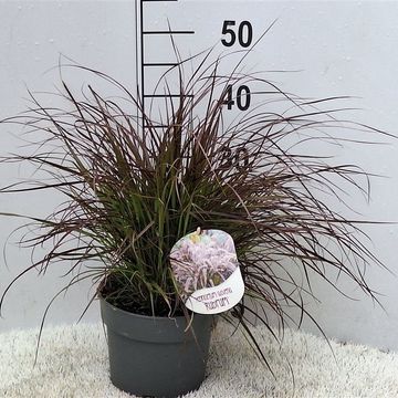 Pennisetum advena 'Rubrum Dwarf'
