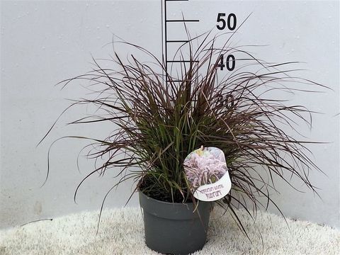 Pennisetum advena 'Rubrum Dwarf'
