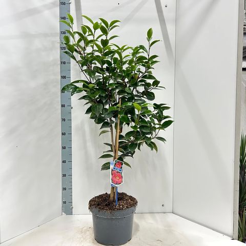 Camellia japonica 'Dr King'