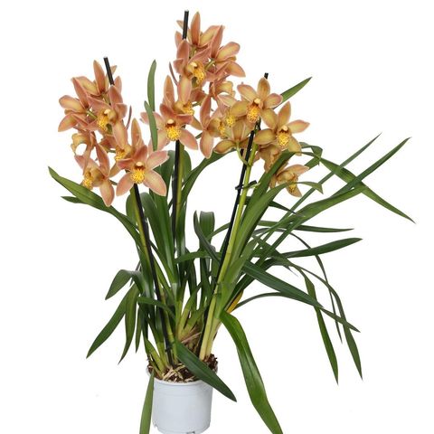 Cymbidium WILHELMINA (Bos Flowers & Orchids)