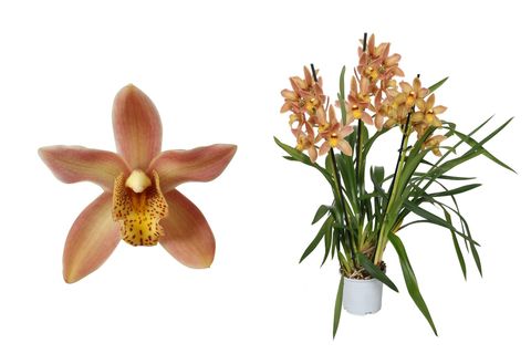 Cymbidium WILHELMINA