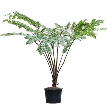 Cyathea cooperi