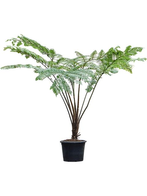 Cyathea cooperi