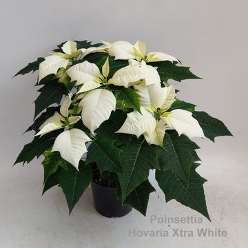 Euphorbia pulcherrima HOVARIA XTRA WHITE