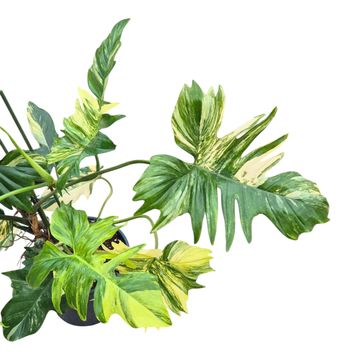 Philodendron FLORIDA BEAUTY x P. mayoi