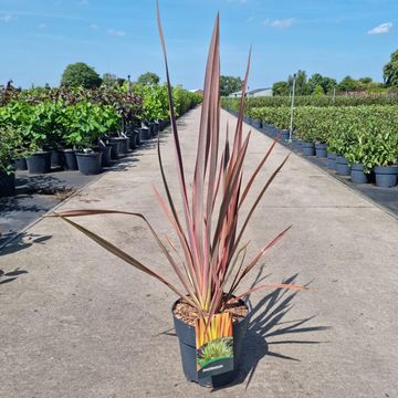 Phormium 'Sundowner'