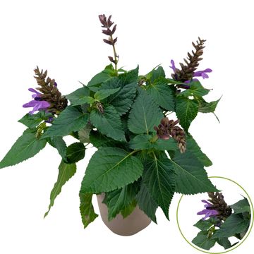 Salvia SALGOON LAKE GEORGE